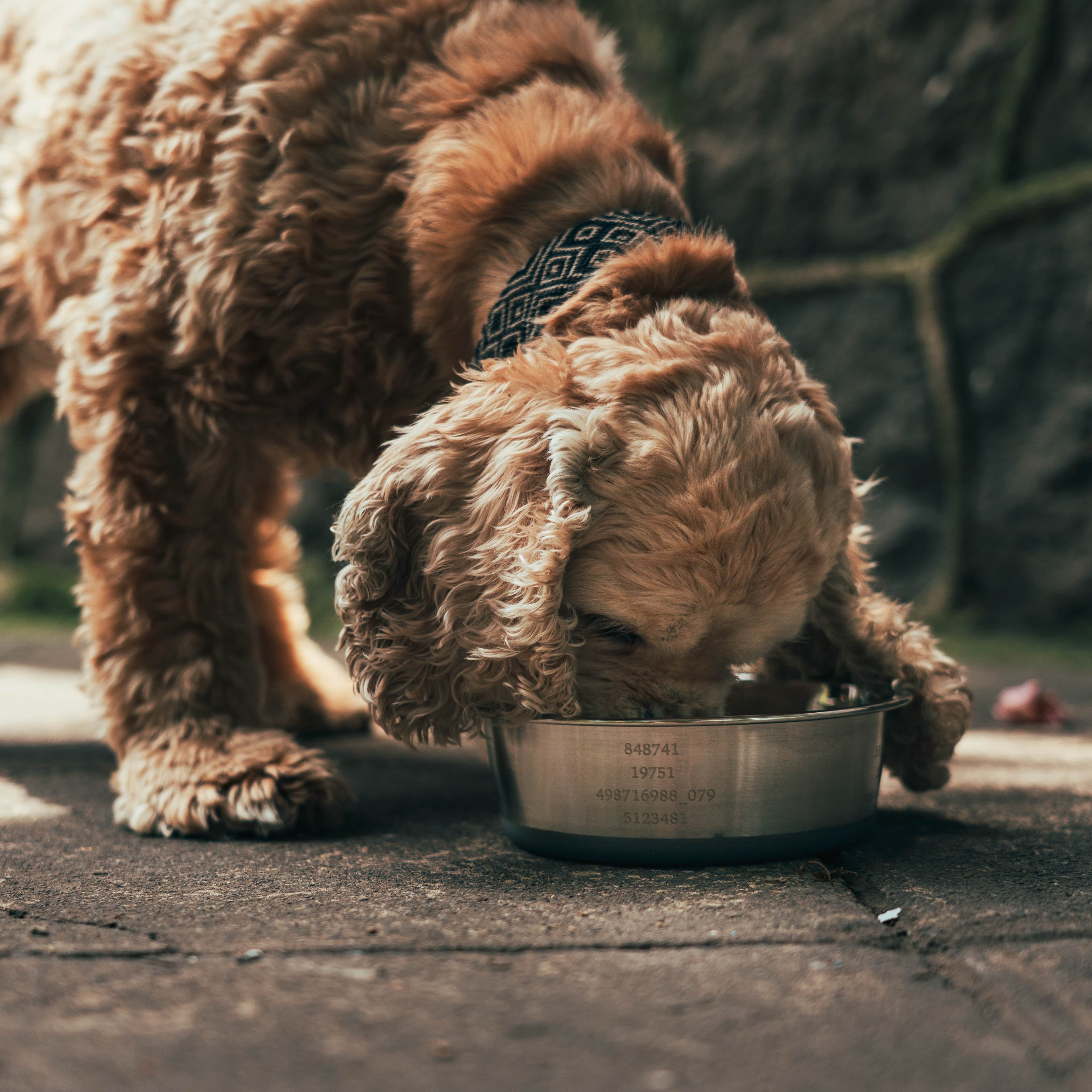 Stainless steel pet bowl engraved with Grabovoi Numbers and sacred geometry for enhancing pet health, mood, and energy vibration.